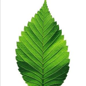 Meet your Posher, Leafy